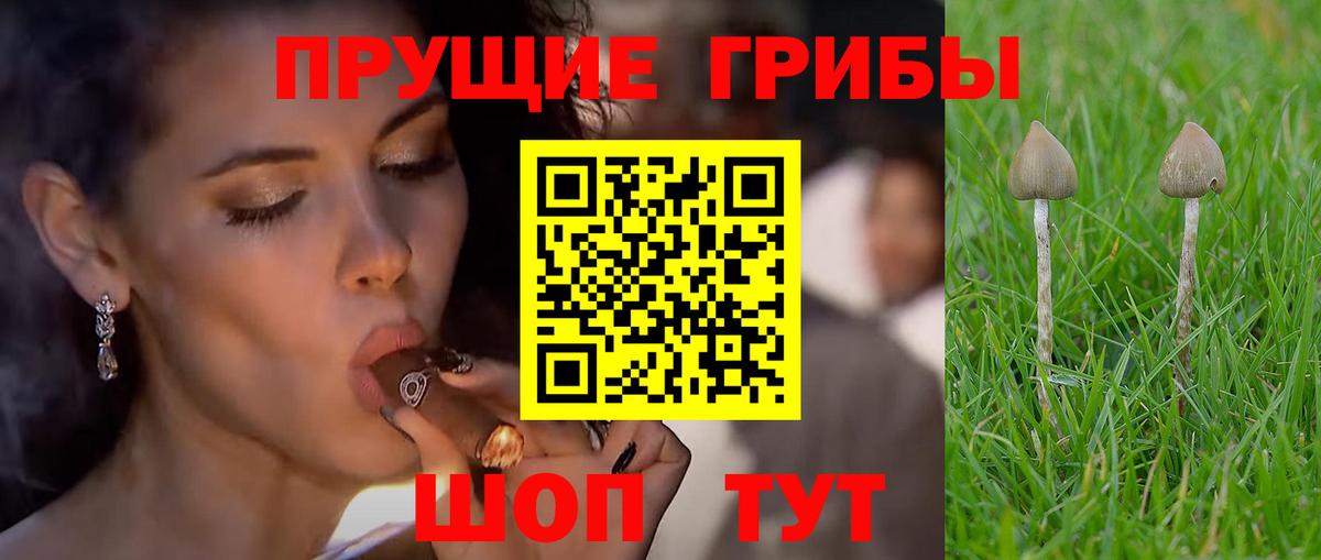 Рубцовск  Псилоцибиновые грибы Cubensis  купить   Вход с VPN 